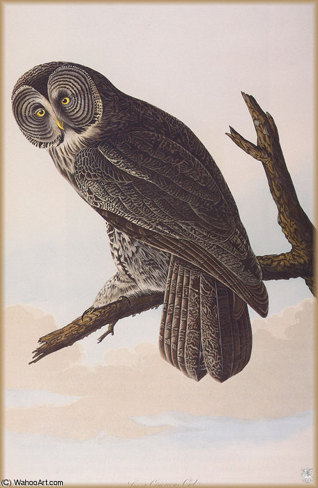 Great Generous Owl — John James Audubon