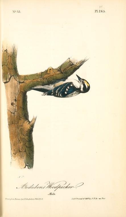 Audubon's Woodpecker. Male — John James Audubon