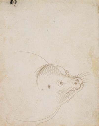 The Head Of A Seal — Hans Baldung
