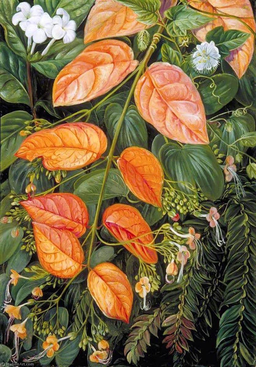 Flowers Of Sarawak, Borneo — Marianne North