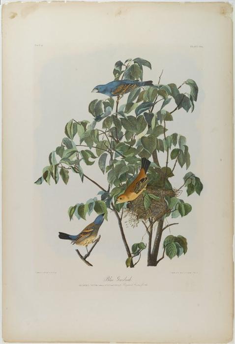 Blue Grosbeak — John James Audubon