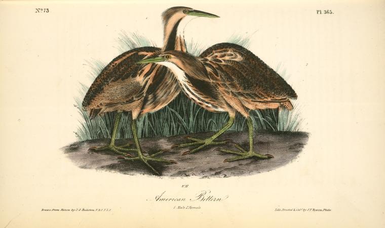 American Bittern. 1. Male. 2. Female — John James Audubon
