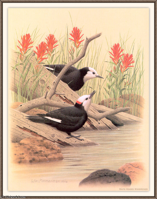 White-headed Woodpecker — August Albert Zimmermann
