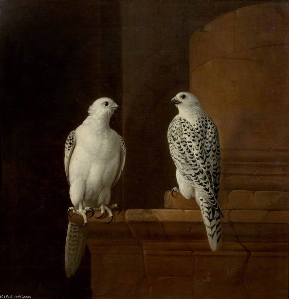 Two Iceland Falcons — Jakab Bogdány