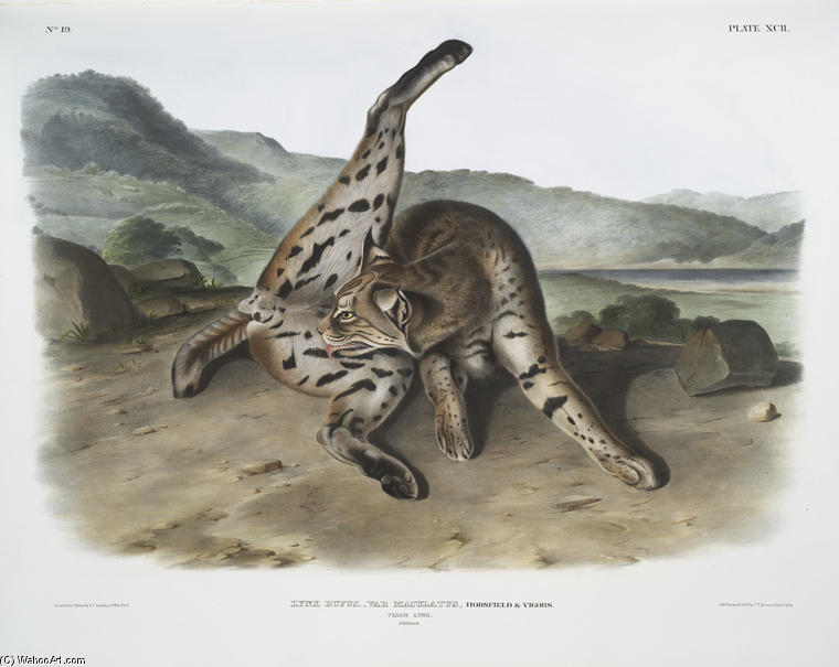 Lynx Rufus, Var. Maculatus, Texan Lynx — John James Audubon