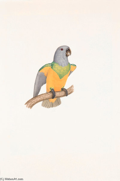Poicephalus Senegalus — Jacques Barraband