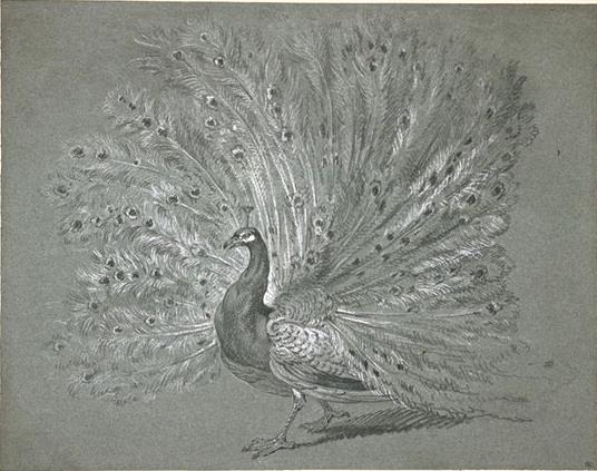 Paon Faisant La Roue — Jean-baptiste Oudry