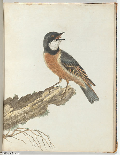 Orange Breast Thrush — John William Lewin