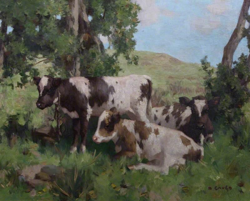 Calves In Summer — David Gauld
