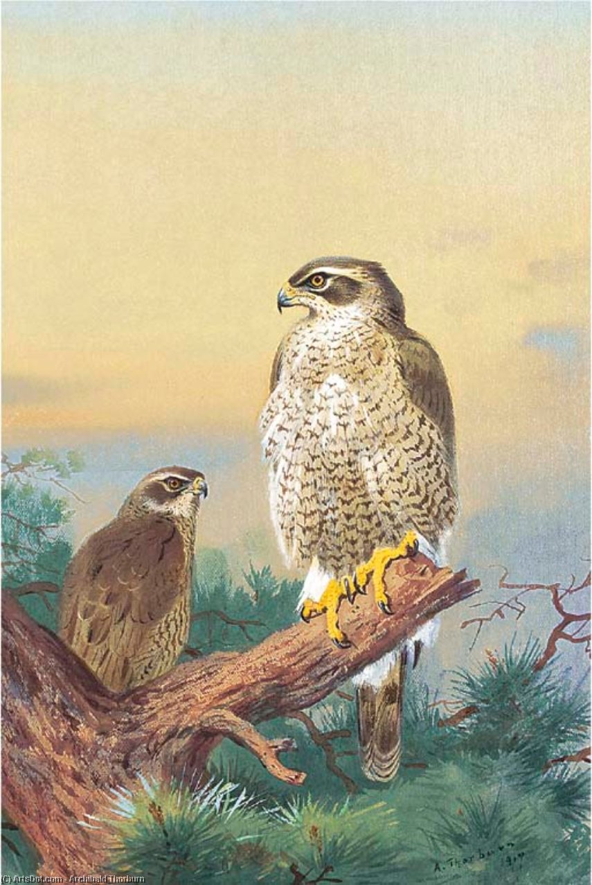 Goshawk — Archibald Thorburn