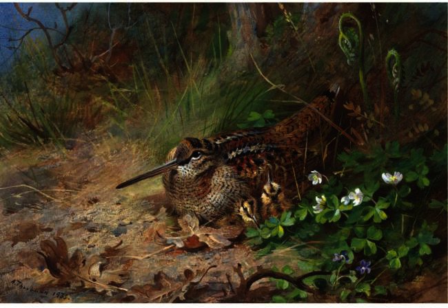 A Woodcock And Its Young — Archibald Thorburn