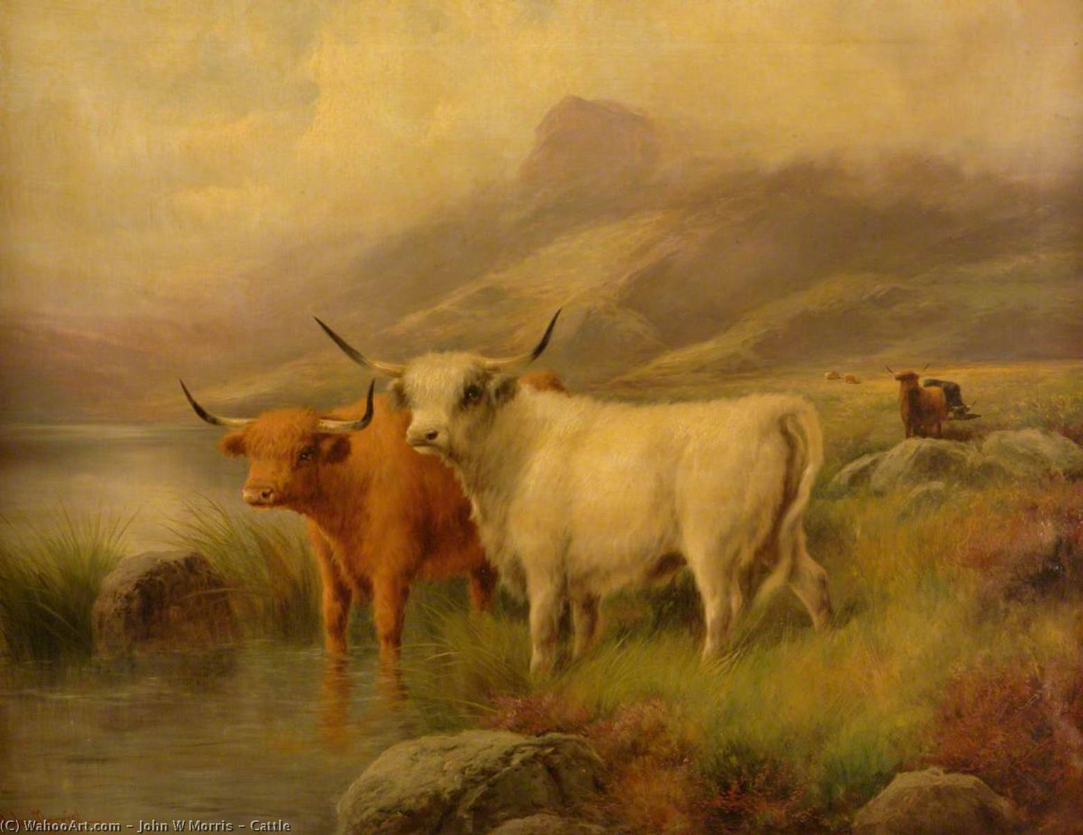 Cattle — John Morris