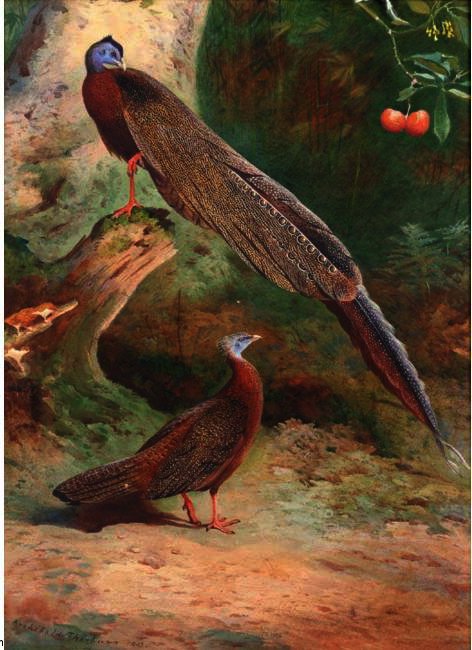 A Pair Of Malay Arguses — Archibald Thorburn