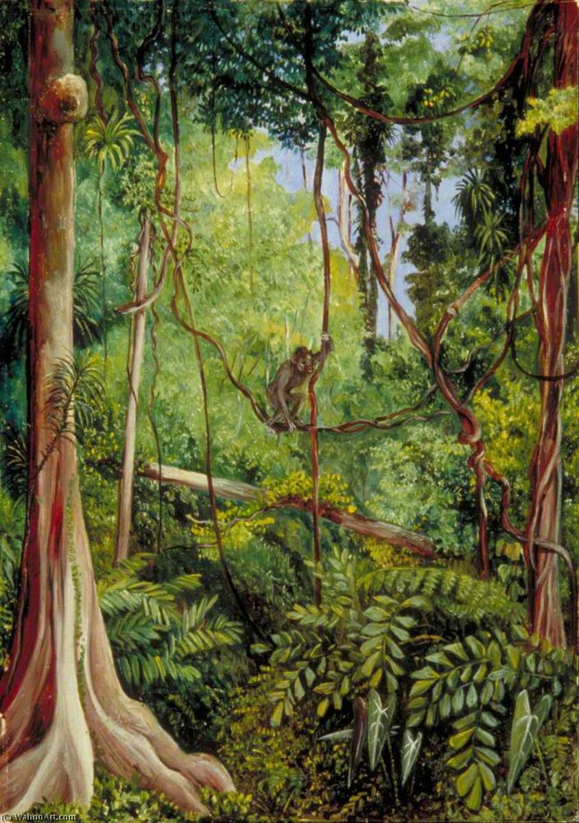 Forest Scene, Matang, Sarawak, Borneo — Marianne North