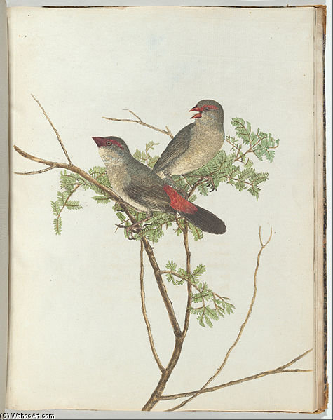 Common Grossbeak — John William Lewin