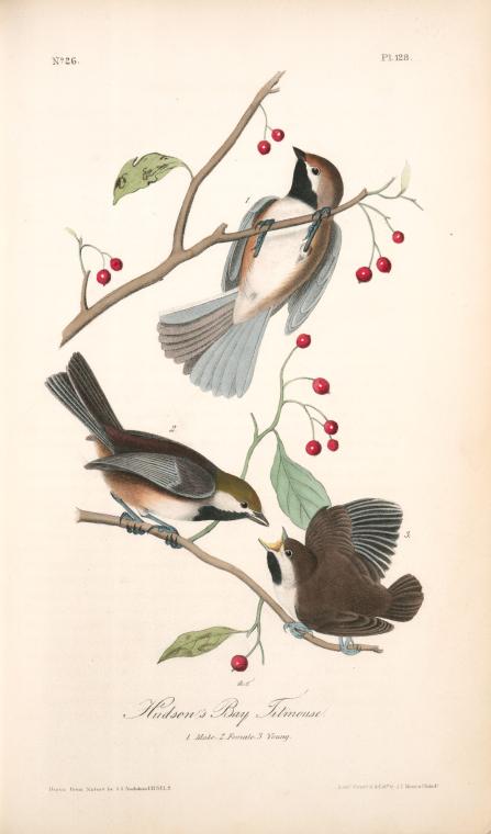 Hudson's Bay Titmouse. 1. Male. 2. Female. 3. Young — John James Audubon