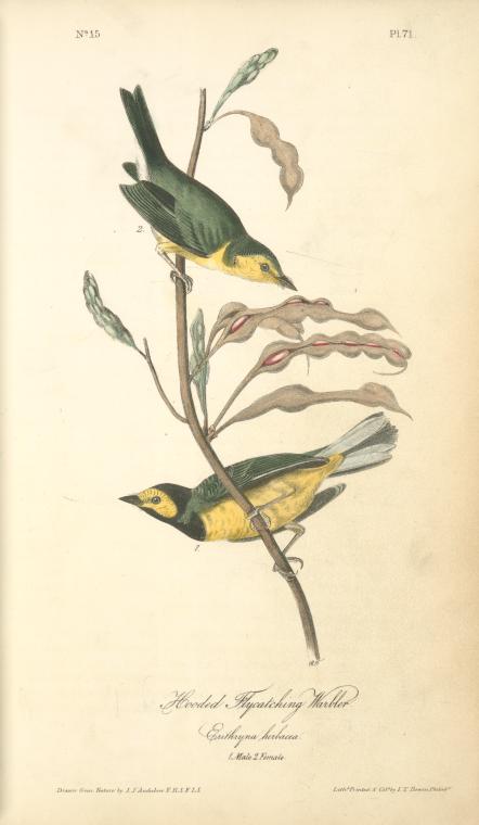 Hooded Flycatching Warbler, 1. Male, 2. Female. Erithryna Herbacea — John James Audubon