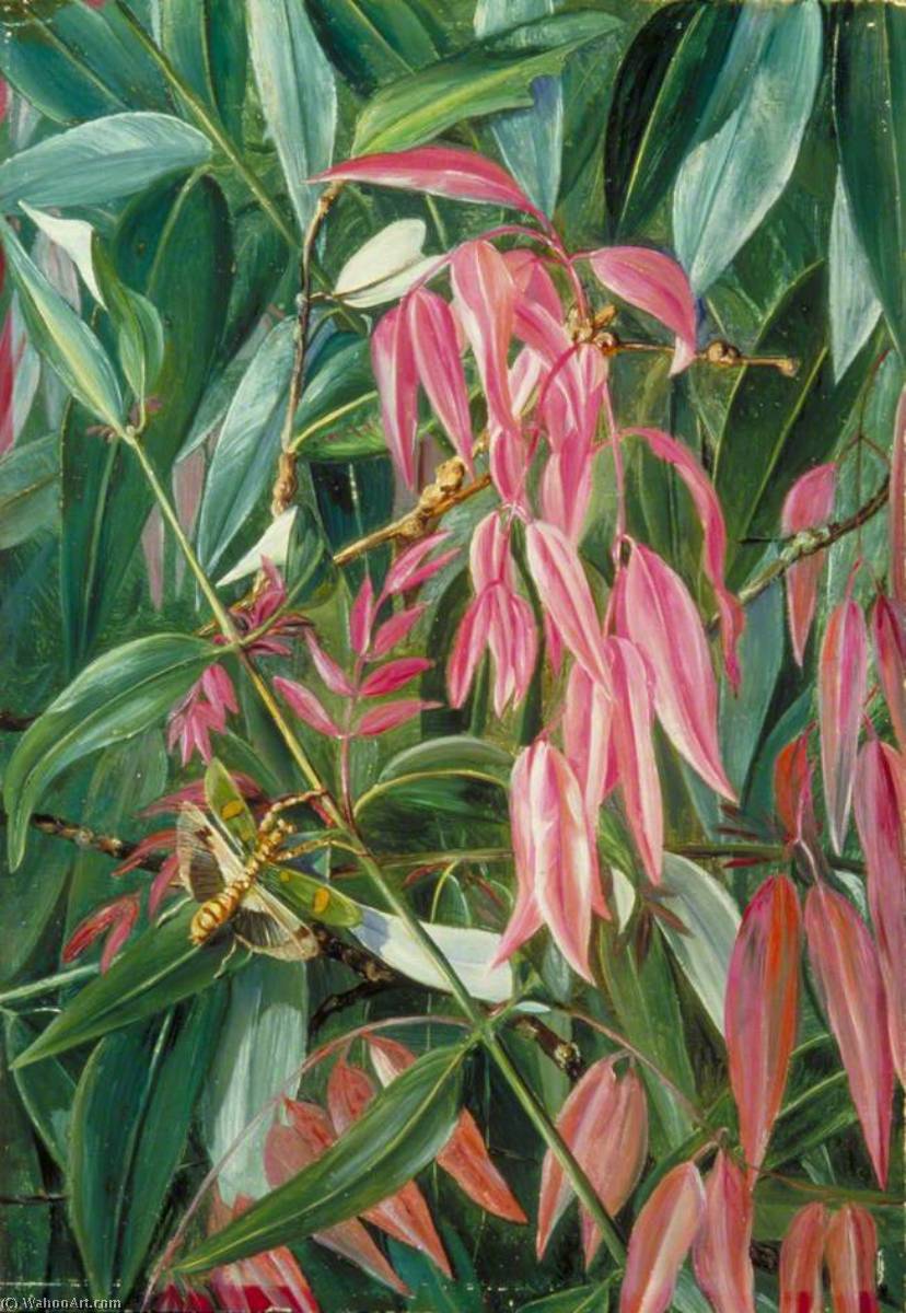 Young Shoots Of The Iron Wood Tree — Marianne North