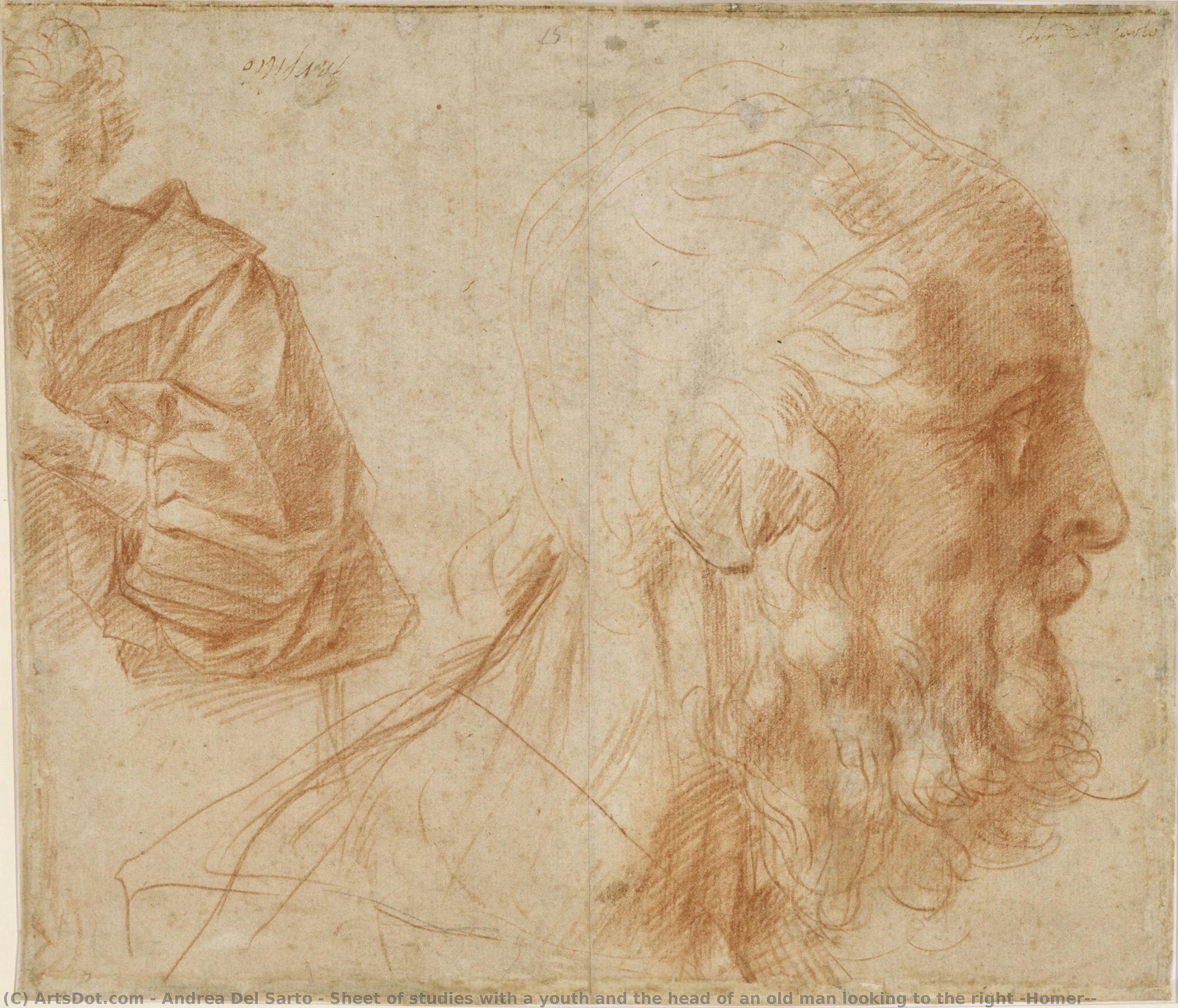 Sheet Of Studies With A Youth And The Head Of An Old Man Looking To The Right (homer?) — Andrea Del Sarto
