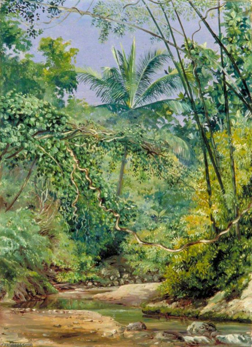 Bamboos, Cocoa Nut Trees And Other Vegetation In The Bath Valley, Jamaica — Marianne North