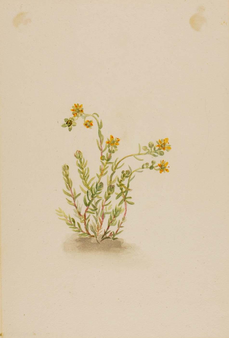 Sedum Stenopetalum — Mary Vaux Walcott