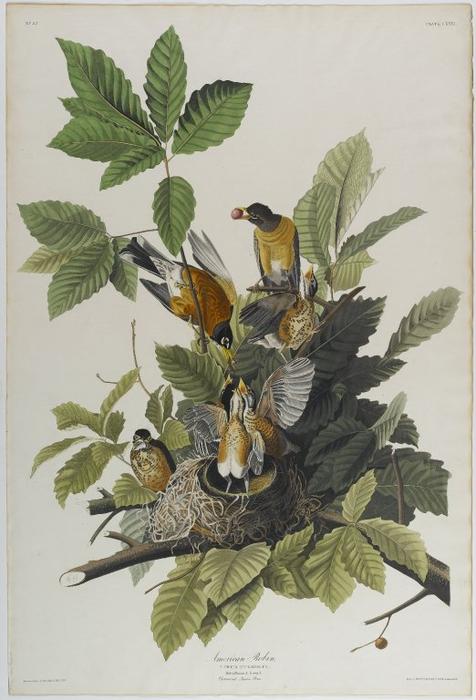 American Robin — John James Audubon
