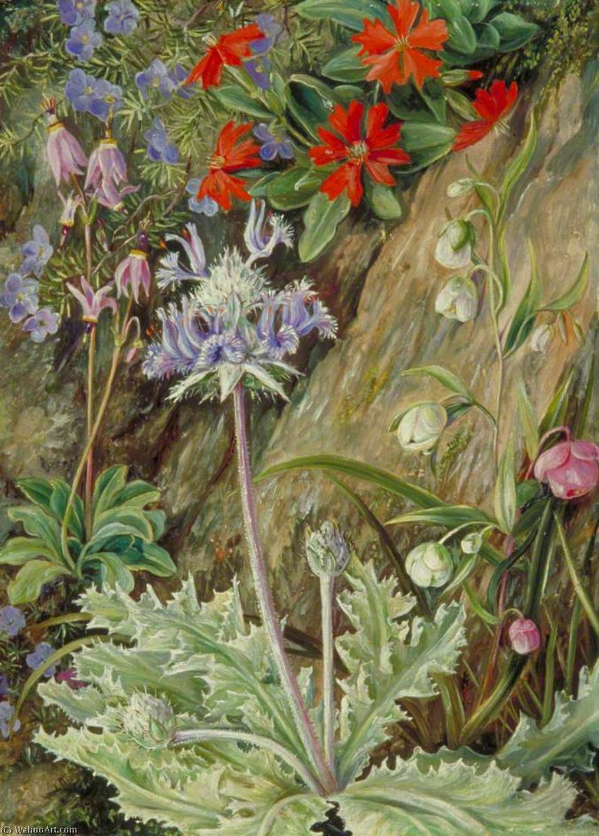 Some Wild Flowers Of California — Marianne North