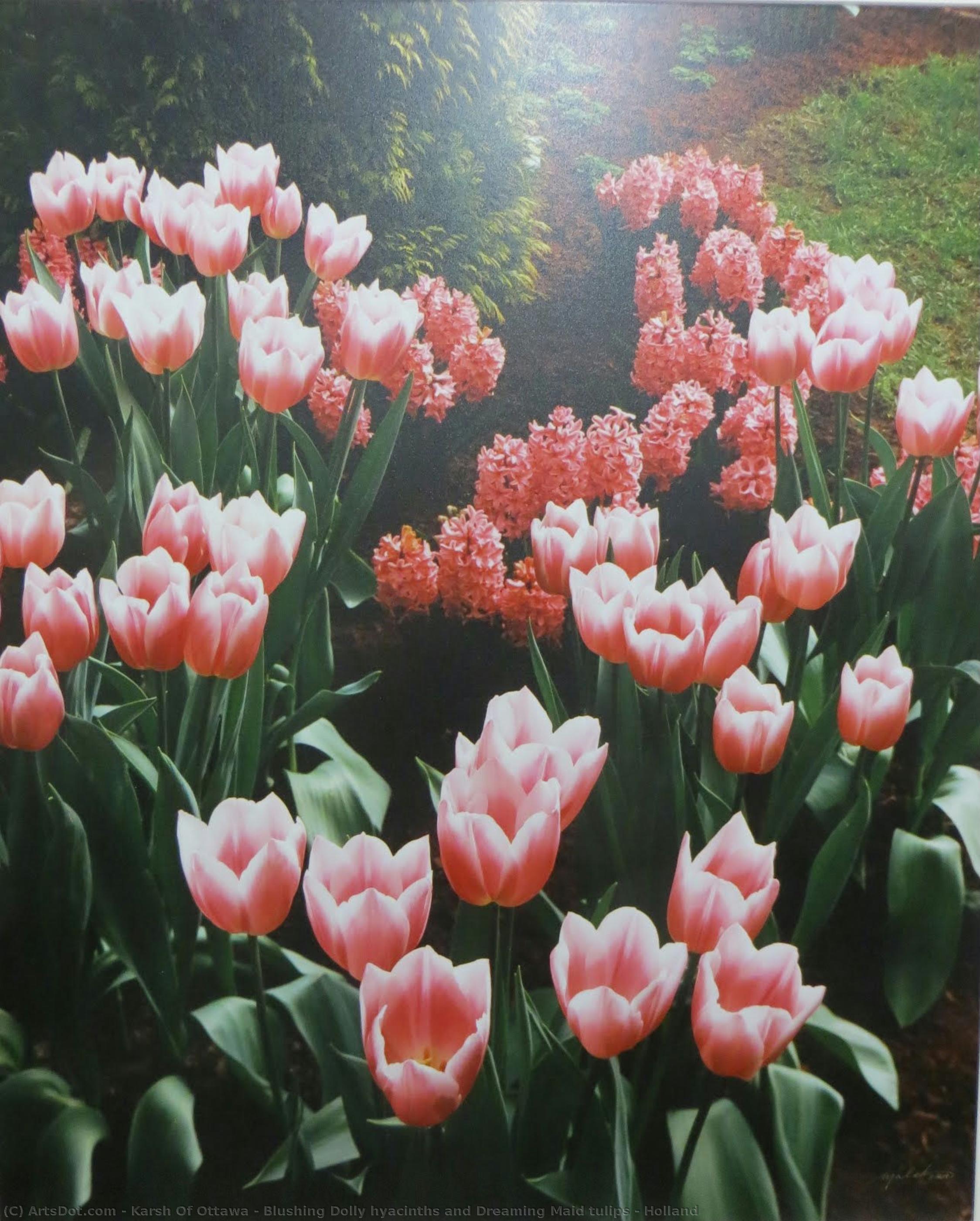 Blushing Dolly Hyacinths And Dreaming Maid Tulips - Holland — Karsh Of Ottawa