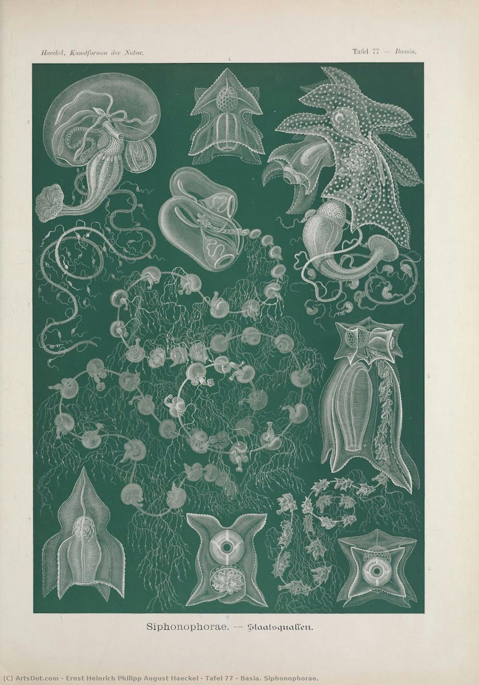 Tafel 77 - Basia. Siphonophorae. — Ernst Heinrich Philipp August Haeckel