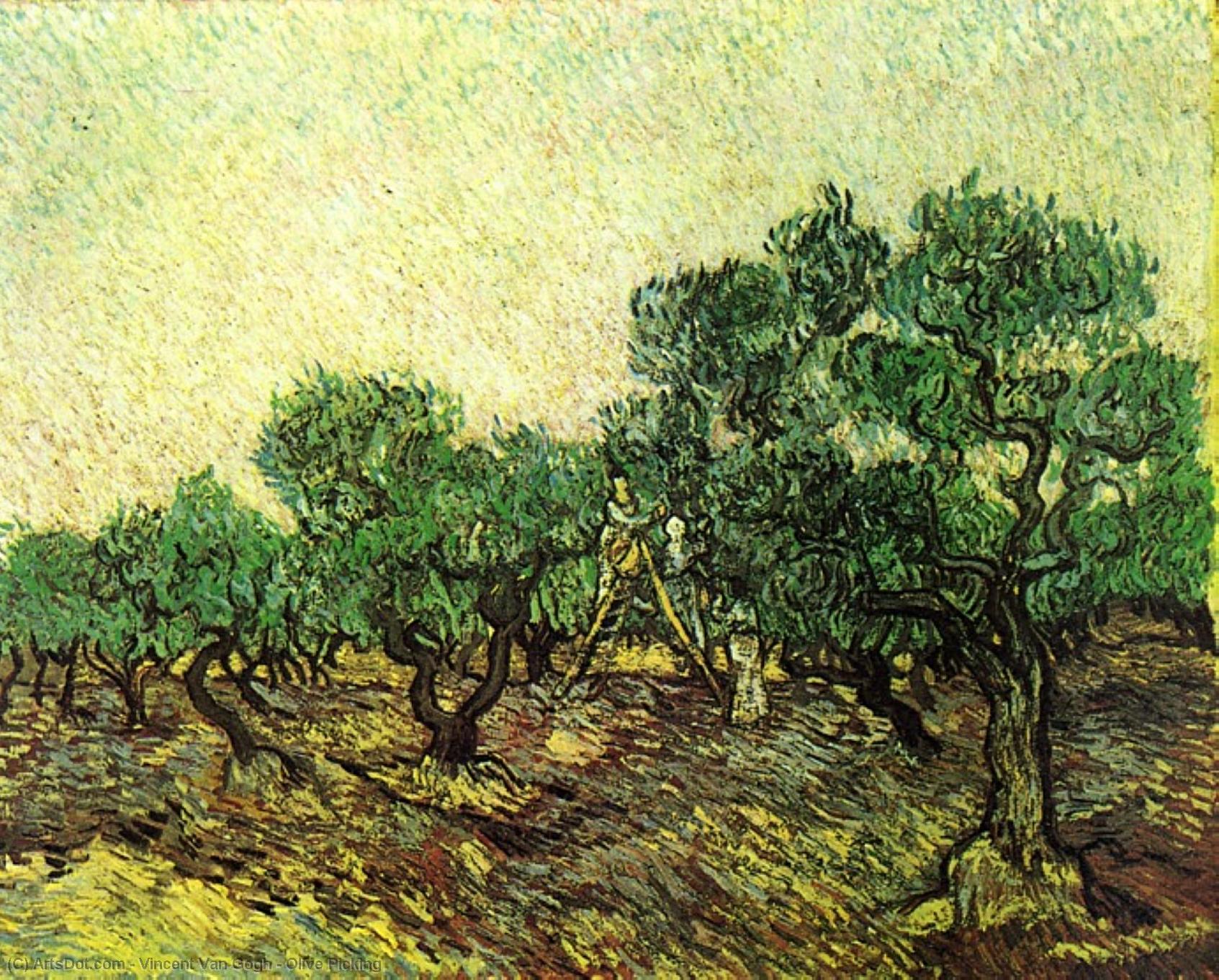 Olive Picking — Vincent Willem Van Gogh