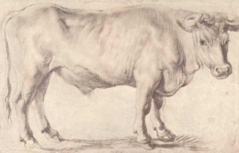 Bull — Peter Paul Rubens
