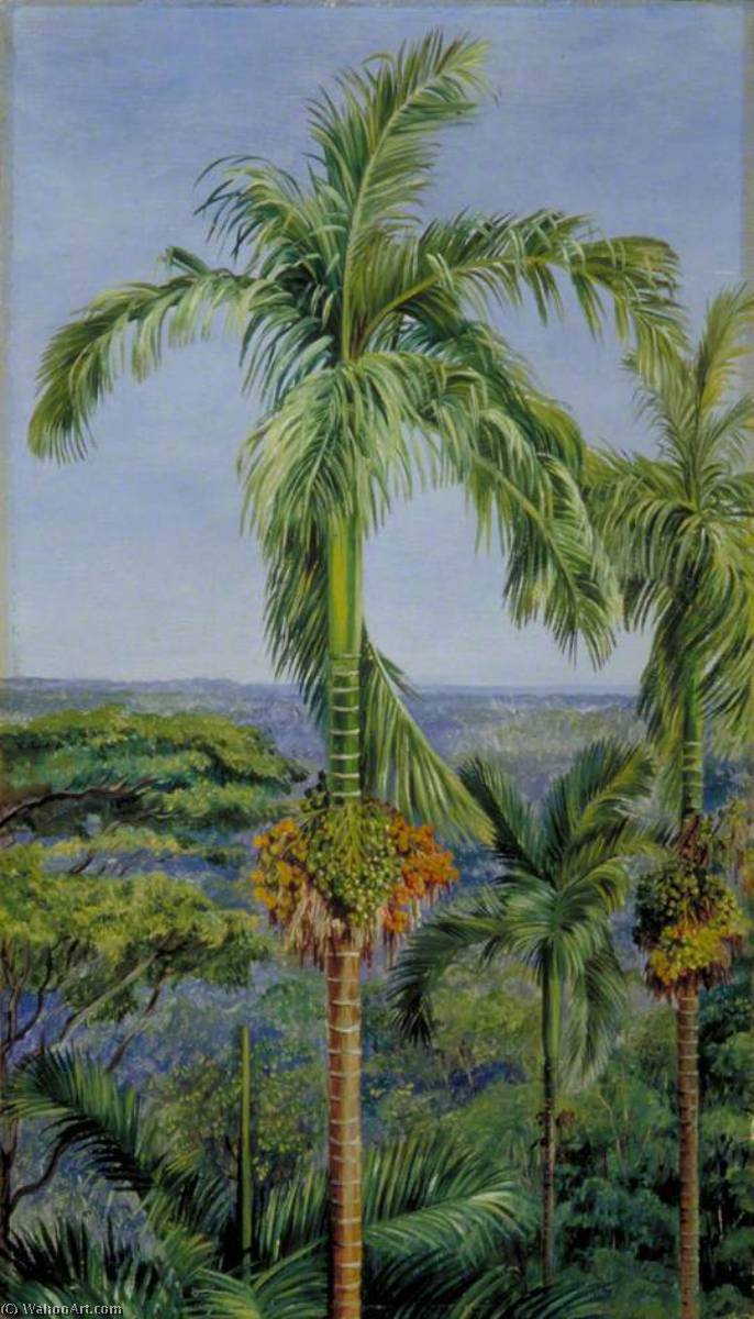 Areca Or Betel Nut Palm, Singapore — Marianne North