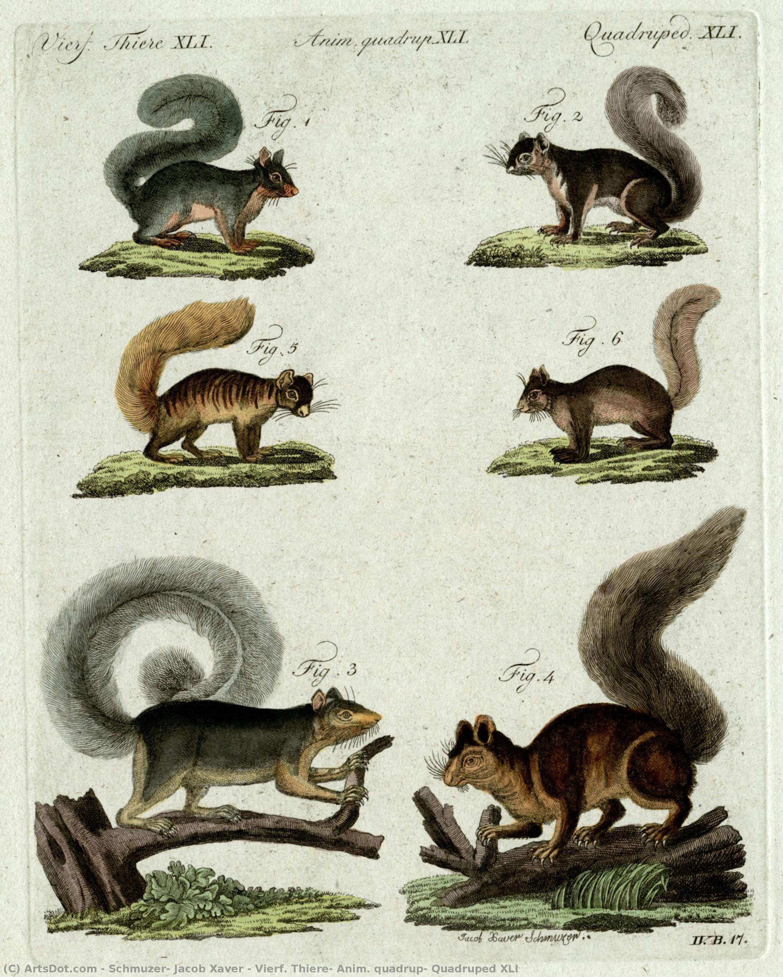 Vierf. Thiere, Anim. Quadrup, Quadruped Xli — Schmuzer, Jacob Xaver