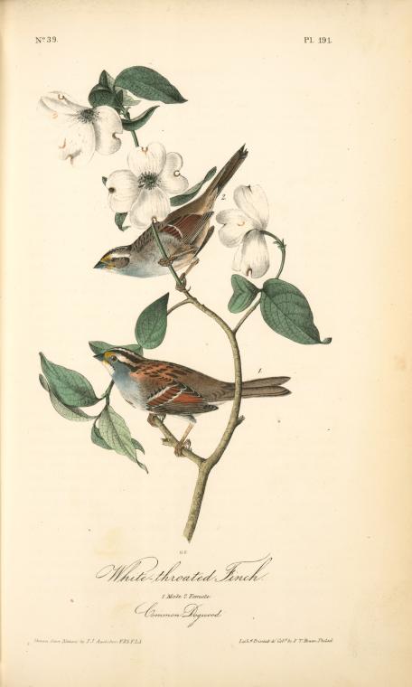 White-throated Finch. 1.male. 2. Female. — John James Audubon
