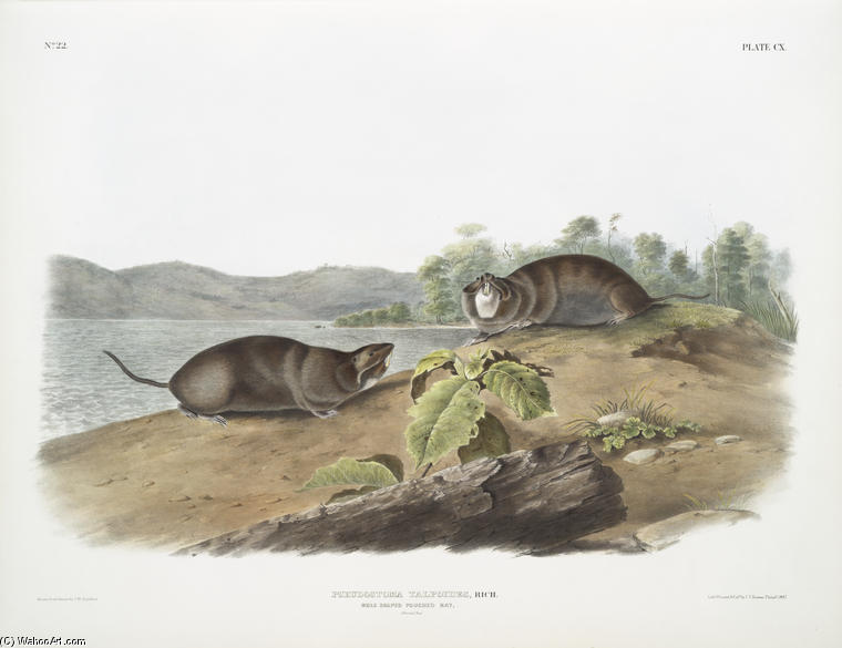 Pseudostoma Talpoides, Mole-shaped Pouched Rat. Natural Size — John James Audubon