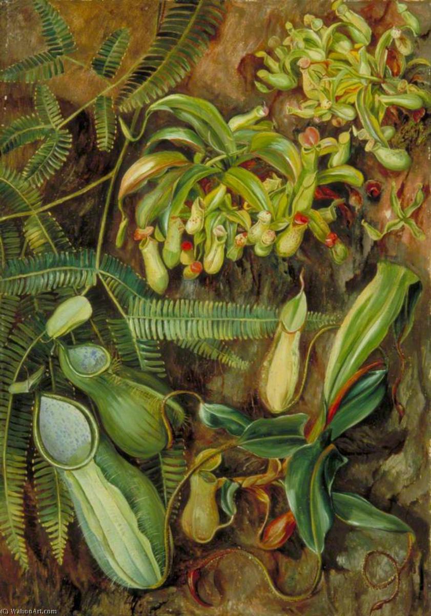 Pitcher Plants With Fern Behind, Sarawak, Borneo — Marianne North