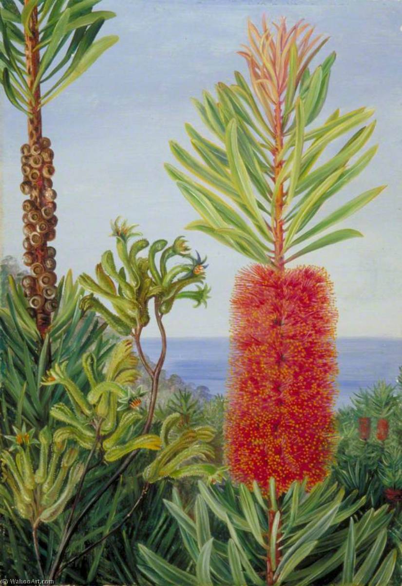 Flowers Of A West Australian Shrub And Kangaroo Feet — Marianne North