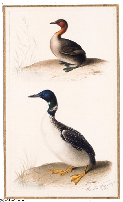 Tachybaptus Ruficollis - Gavia Immer — Edouard Traviès