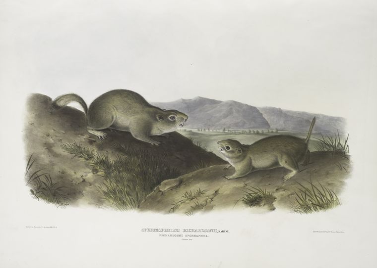 Spermophilus Richardsonii, Richardson's Spermophile. Natural Size — John James Audubon