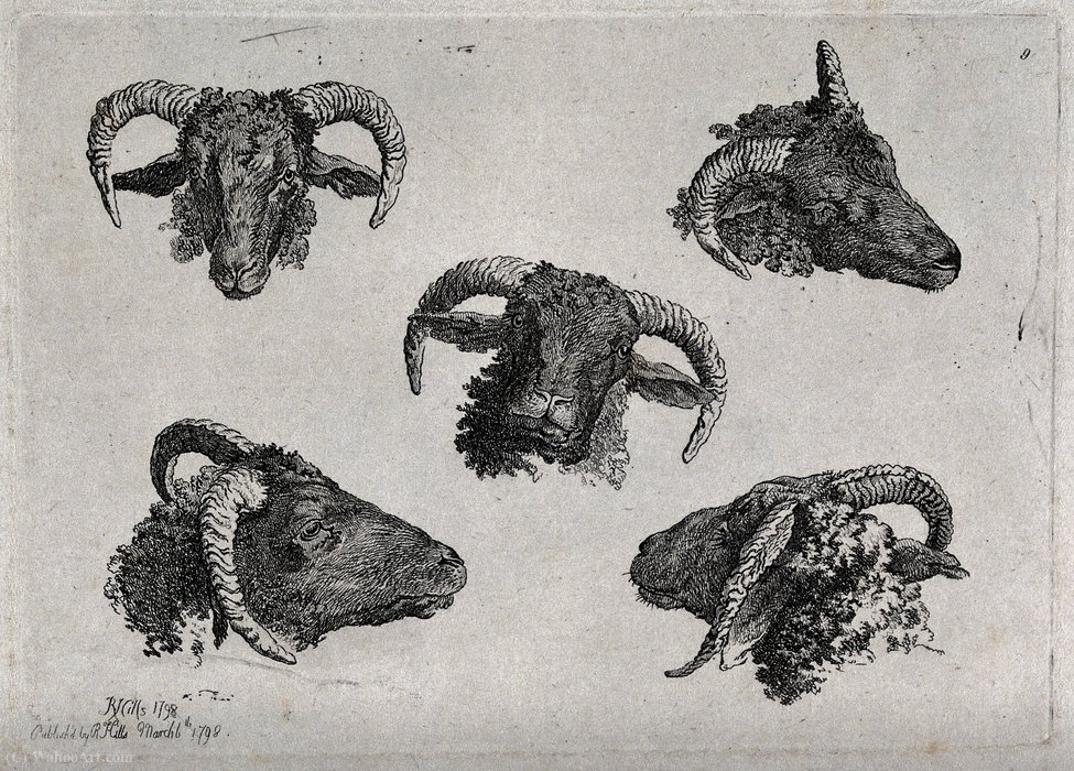 A Ram's Head — Robert Hills