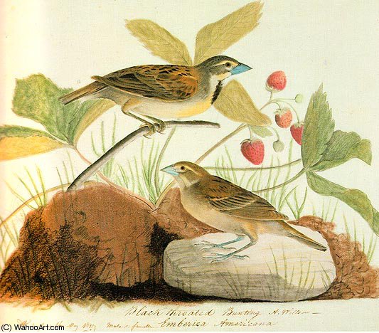 Black Throated Bunting (dickcissel) — John James Audubon