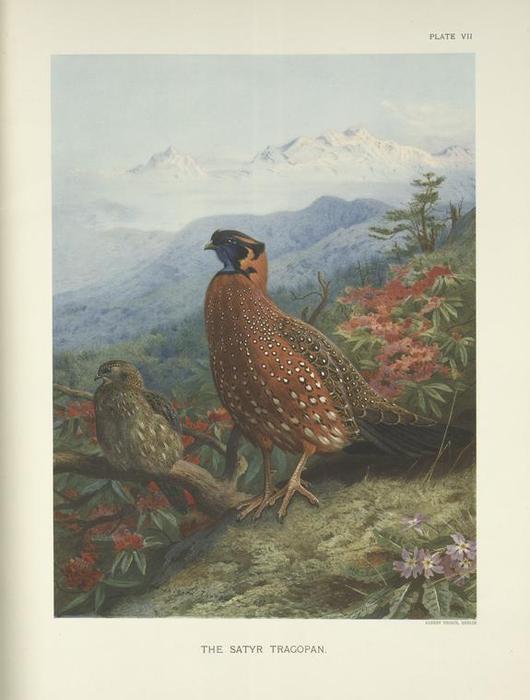 The Satyr Tragopan (tragopan Satyra) — Archibald Thorburn