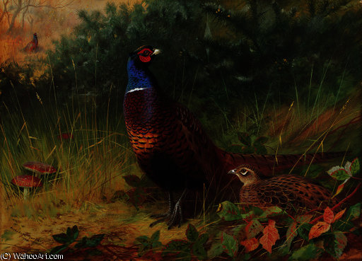 A Cock And Hen Pheasant Among Gorse — Archibald Thorburn
