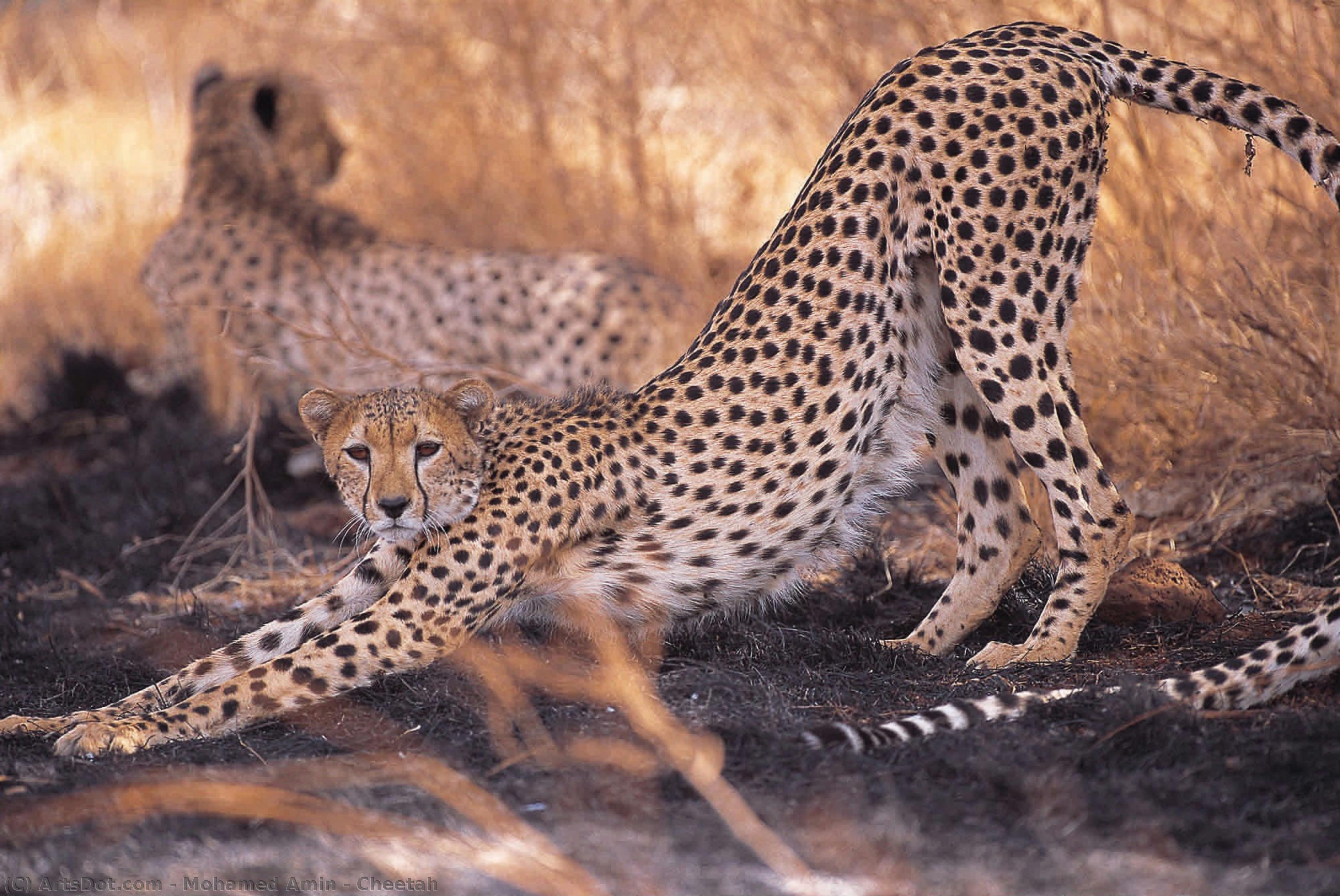 Cheetah — Mohamed Amin