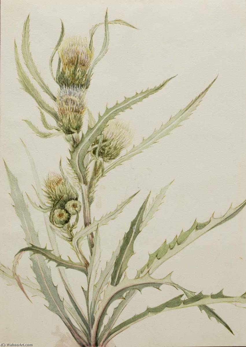 White Thistle (cirsium Hookeranum) — Mary Vaux Walcott