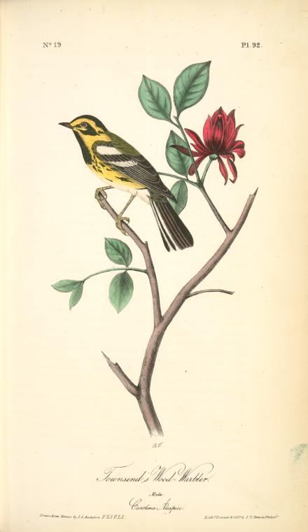 Townsend's Wood-warbler. Male. (carolina Alcspice) — John James Audubon