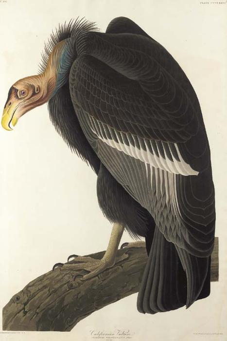 Californian Vulture — Robert Havell