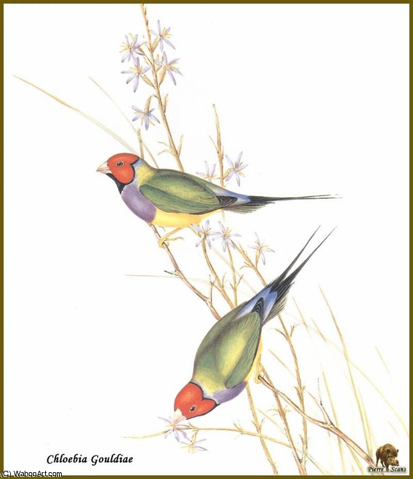 Diamant De Gould — John Gould
