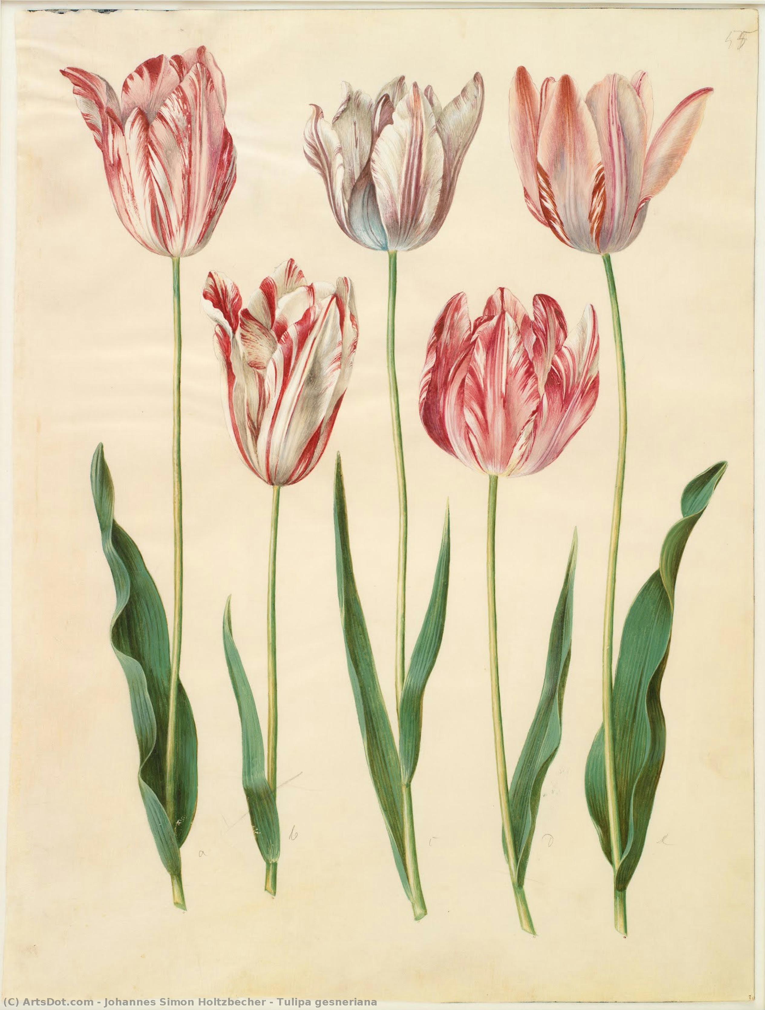 Tulipa Gesneriana — Johannes Simon Holtzbecher