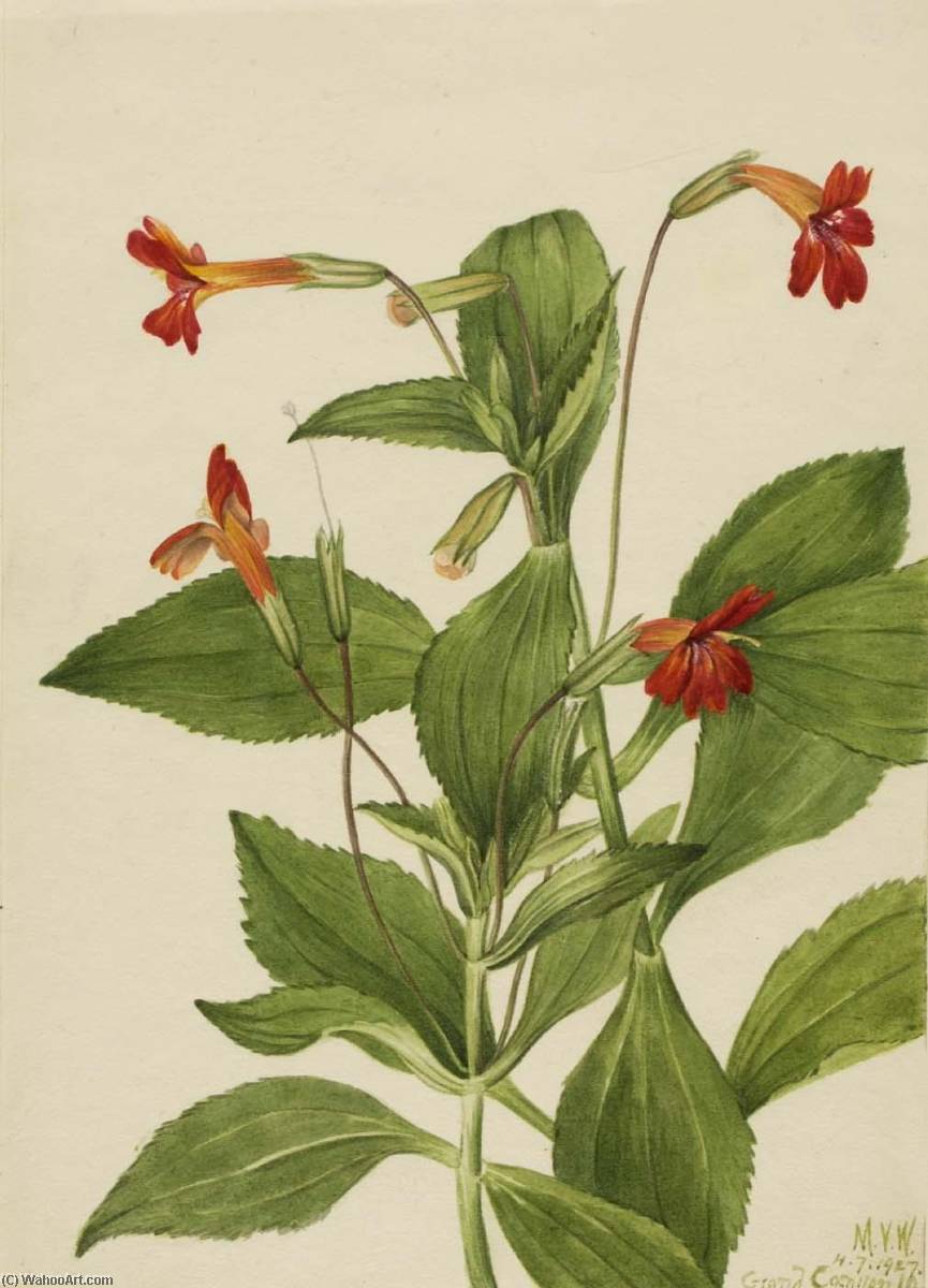 Cardinal Monkey Flower (mimulus Cardinalis) — Mary Vaux Walcott
